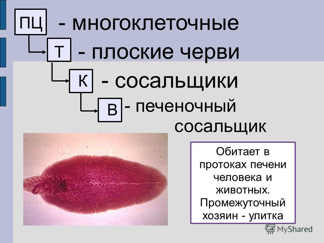 Kraken зеркало krakens13 at