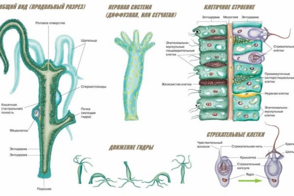 Kraken kraken link24 info